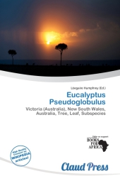 Eucalyptus Pseudoglobulus