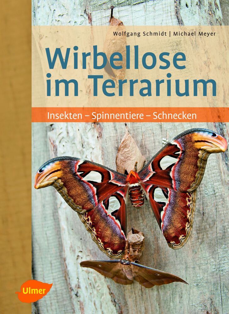 Wirbellose im Terrarium main product photo