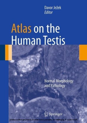 Atlas on the Human Testis