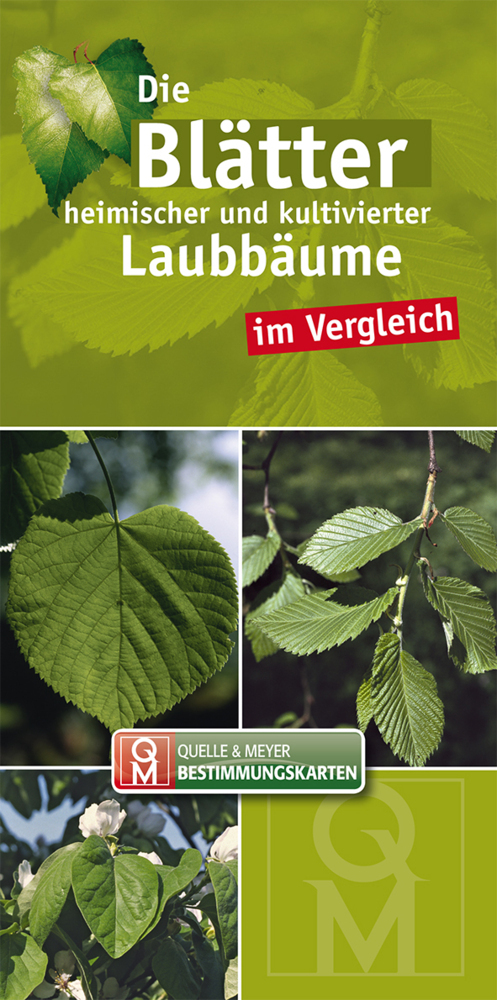 Die Blätter heimischer und kultivierter Laubbäume im Vergleich main product photo