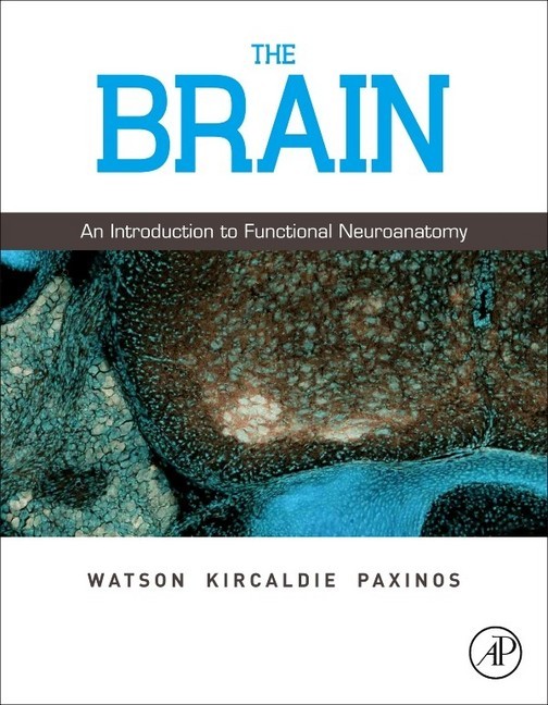 The Brain main product photo