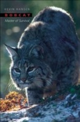 Bobcat Master of Survival