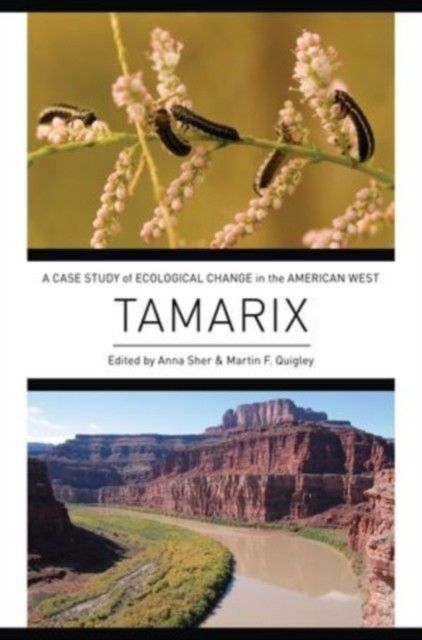 Tamarix main product photo