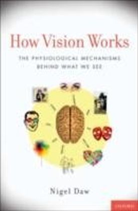How Vision Works The Physiological Mechanisms Behind What We See