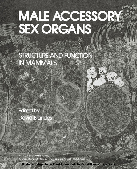 Male Accessory Sex Organs main product photo