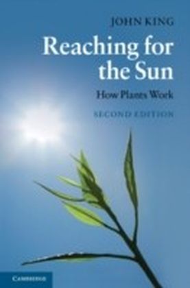 Reaching for the Sun main product photo
