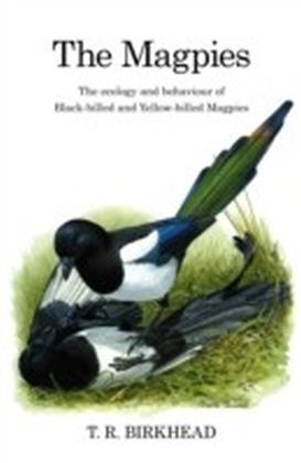 Magpies