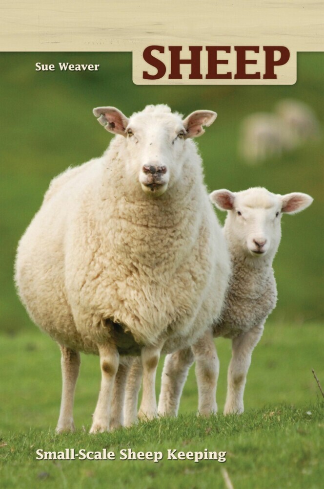 Sheep main product photo