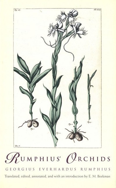 Rumphius' Orchids main product photo
