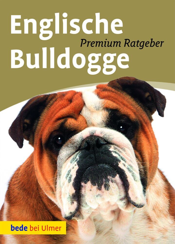 Englische Bulldogge main product photo