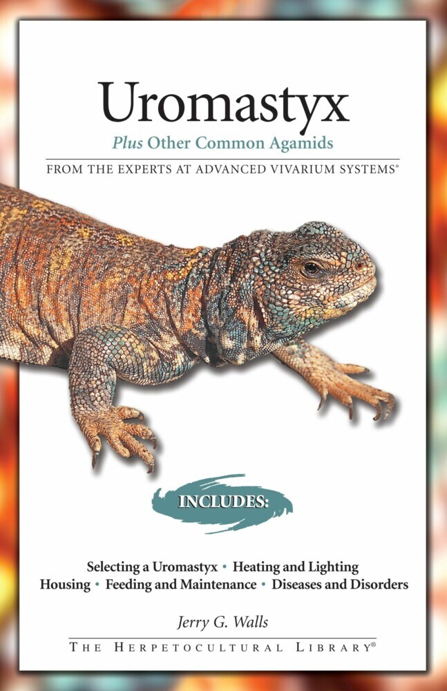 Uromastyx main product photo