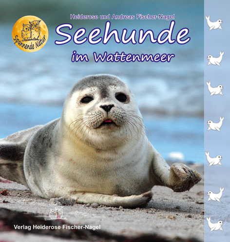 Seehunde im Wattenmeer main product photo