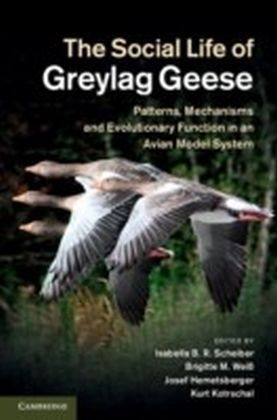 Social Life of Greylag Geese
