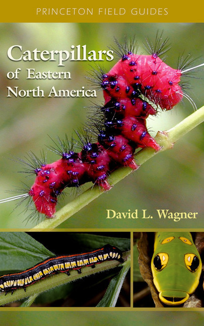 Caterpillars of Eastern North America main product photo