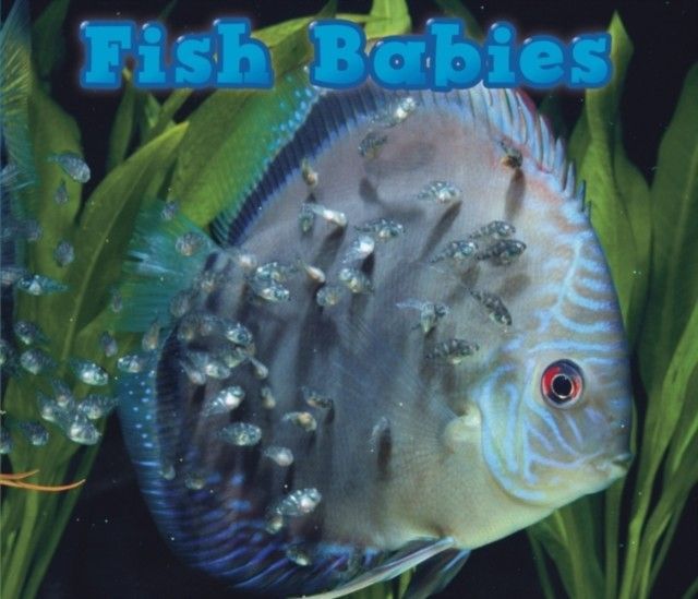 Fish Babies main product photo