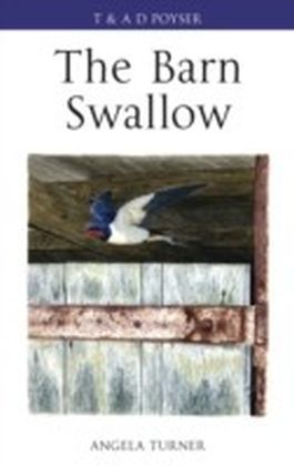Barn Swallow