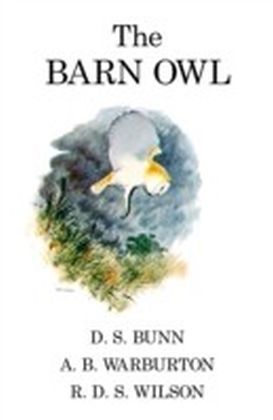 Barn Owl