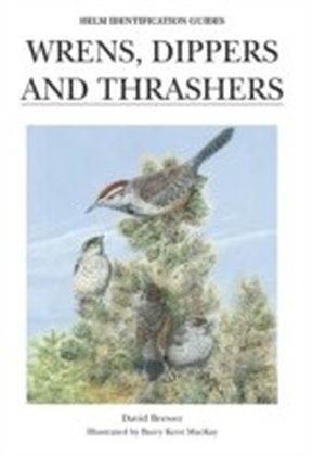 Wrens, Dippers and Thrashers