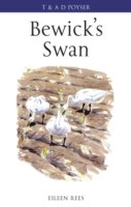 Bewick's Swan main product photo