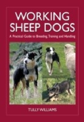 Working Sheep Dogs