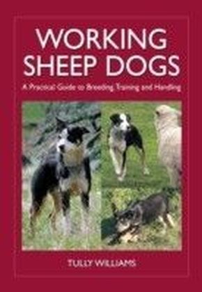 Working Sheep Dogs