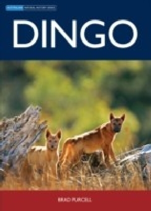 Dingo