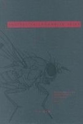 Australian Lauxaniid Flies