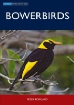 Bowerbirds main product photo