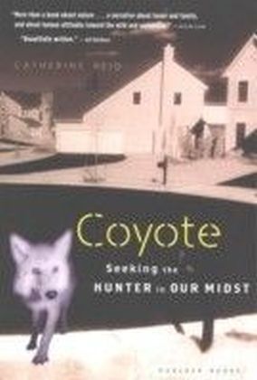 Coyote