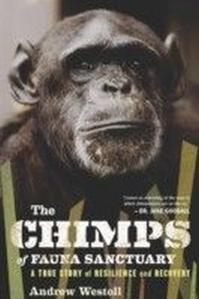 Chimps of Fauna Sanctuary