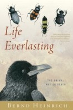 Life Everlasting main product photo