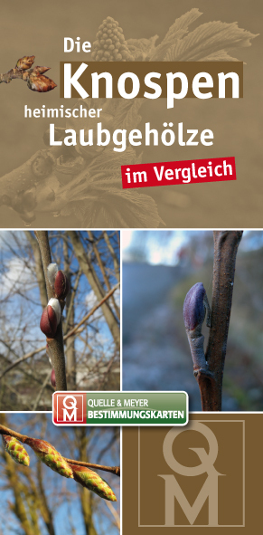 Die Knospen heimischer Laubgehölze im Vergleich, Bestimmungskarten main product photo