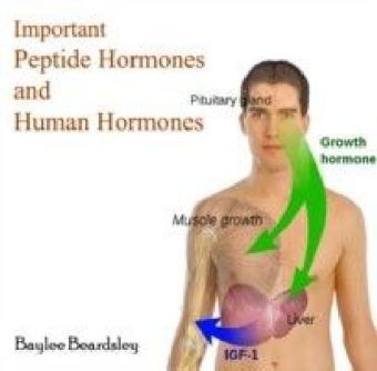 Important Peptide Hormones and Human Hormones