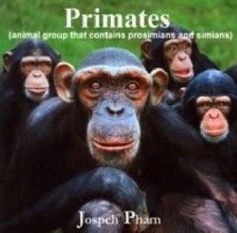 Primates (animal group that contains prosimians and simians)