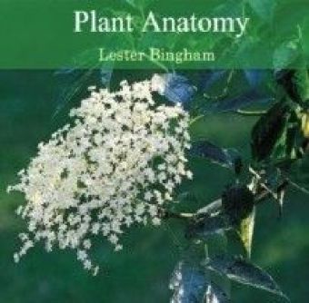 Plant Anatomy