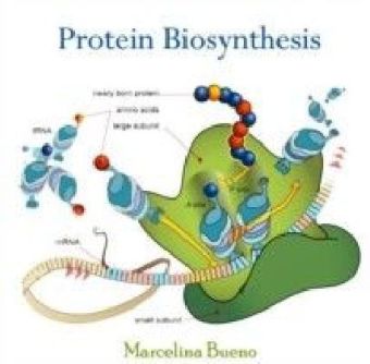 Protein Biosynthesis