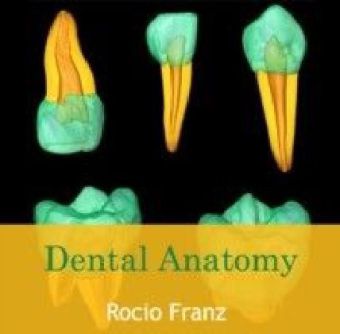 Dental Anatomy