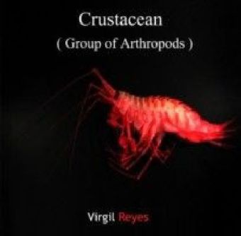 Crustacean (Group of Arthropods)