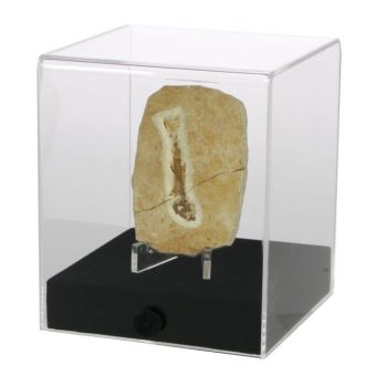 Acryl-Vitrine "cube" 12 x 12 x 14 cm main product photo