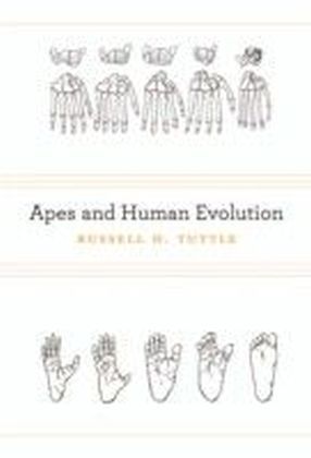 Apes and Human Evolution