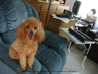 The Bouncing Poodle