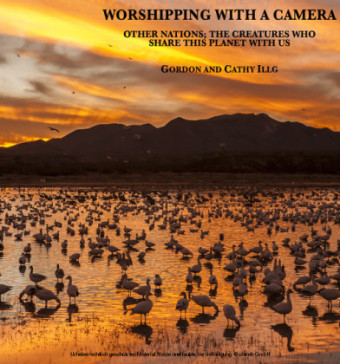 Worshipping with a Camera