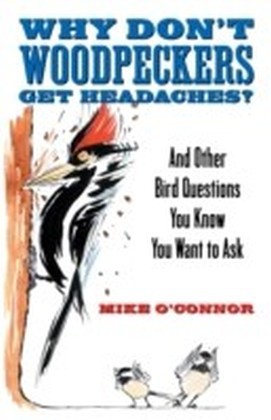 Why Don't Woodpeckers Get Headaches? main product photo