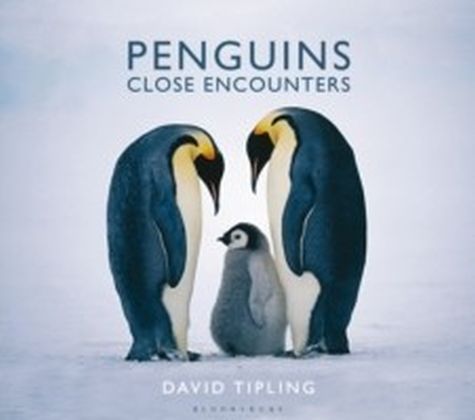Penguins main product photo