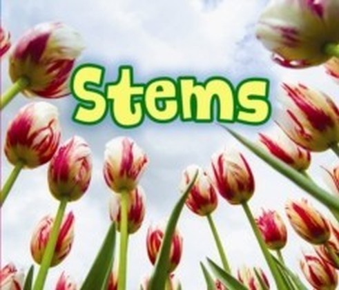 All About Stems main product photo