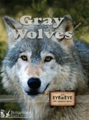 Gray Wolves