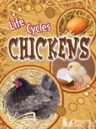 Chickens main product photo