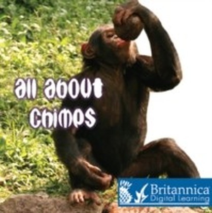 All About Chimps main product photo