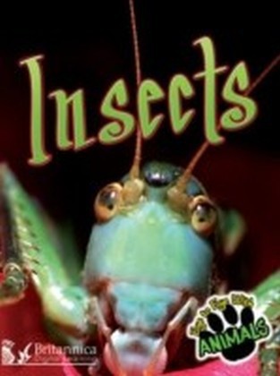 Insects