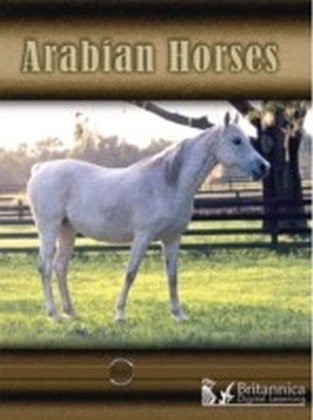 Arabian Horses